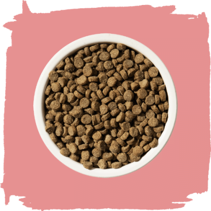 Dry cat Food