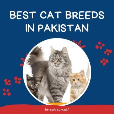 Best Cat Breeds In Pakistan