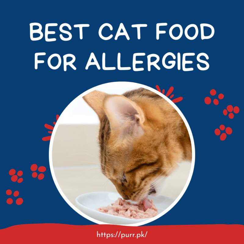 Best Cat Food For Allergies