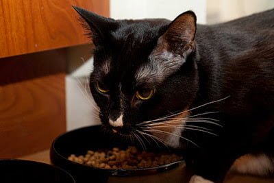 Best Cat Food For Allergies