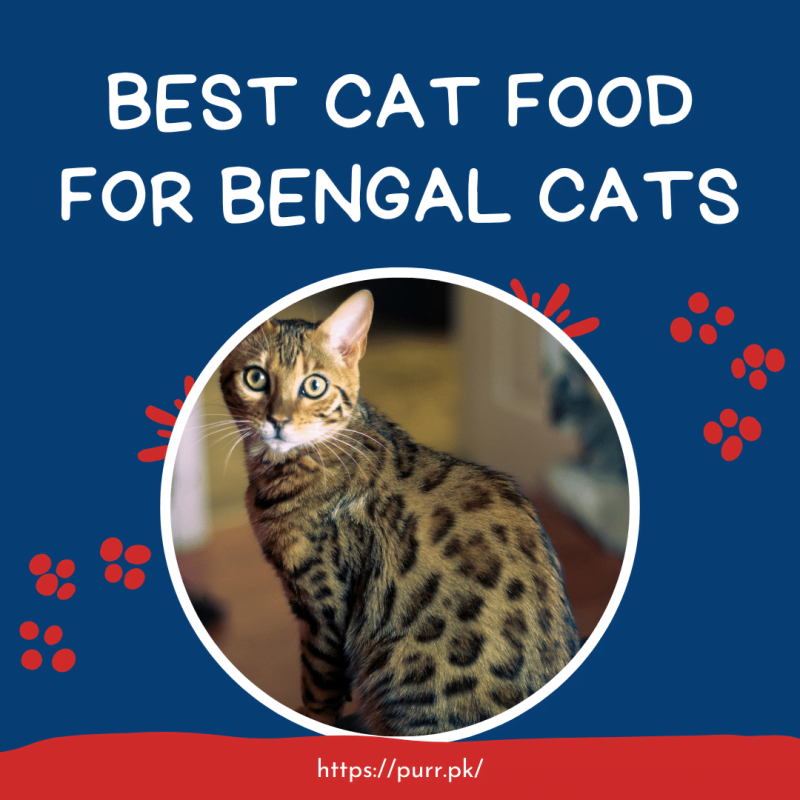 Best Cat Food For Bengal Cats