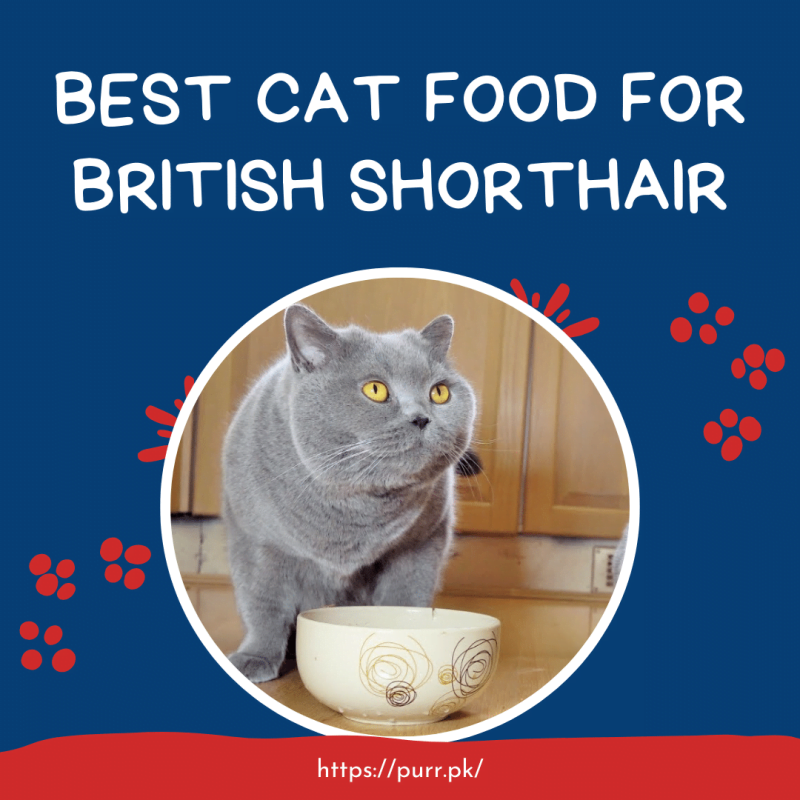 Best Cat Food For British Shorthair