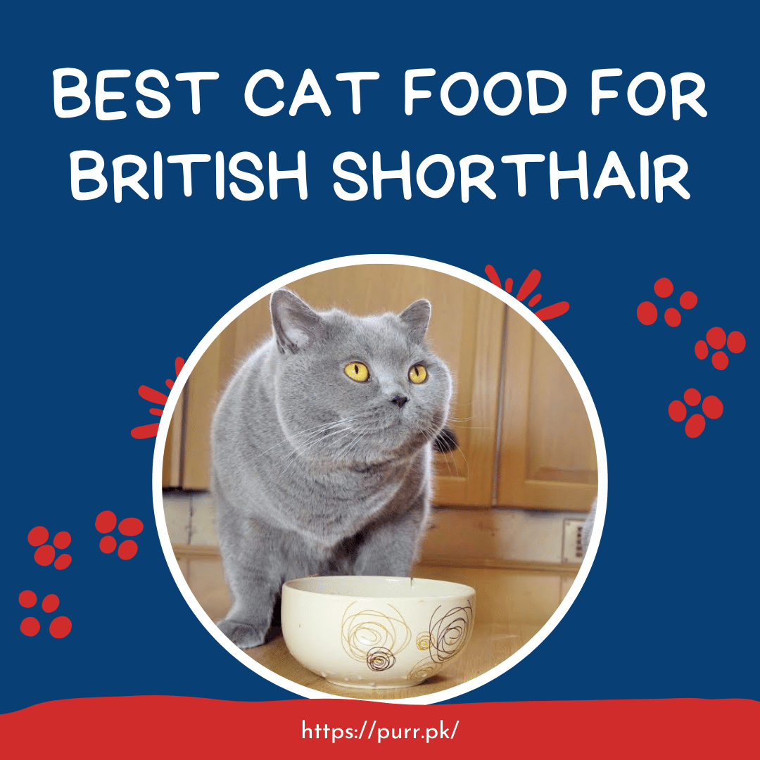 The 5 Best Cat Foods For British Shorthair In Pakistan