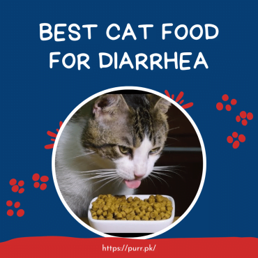 Best Cat Food For Diarrhea