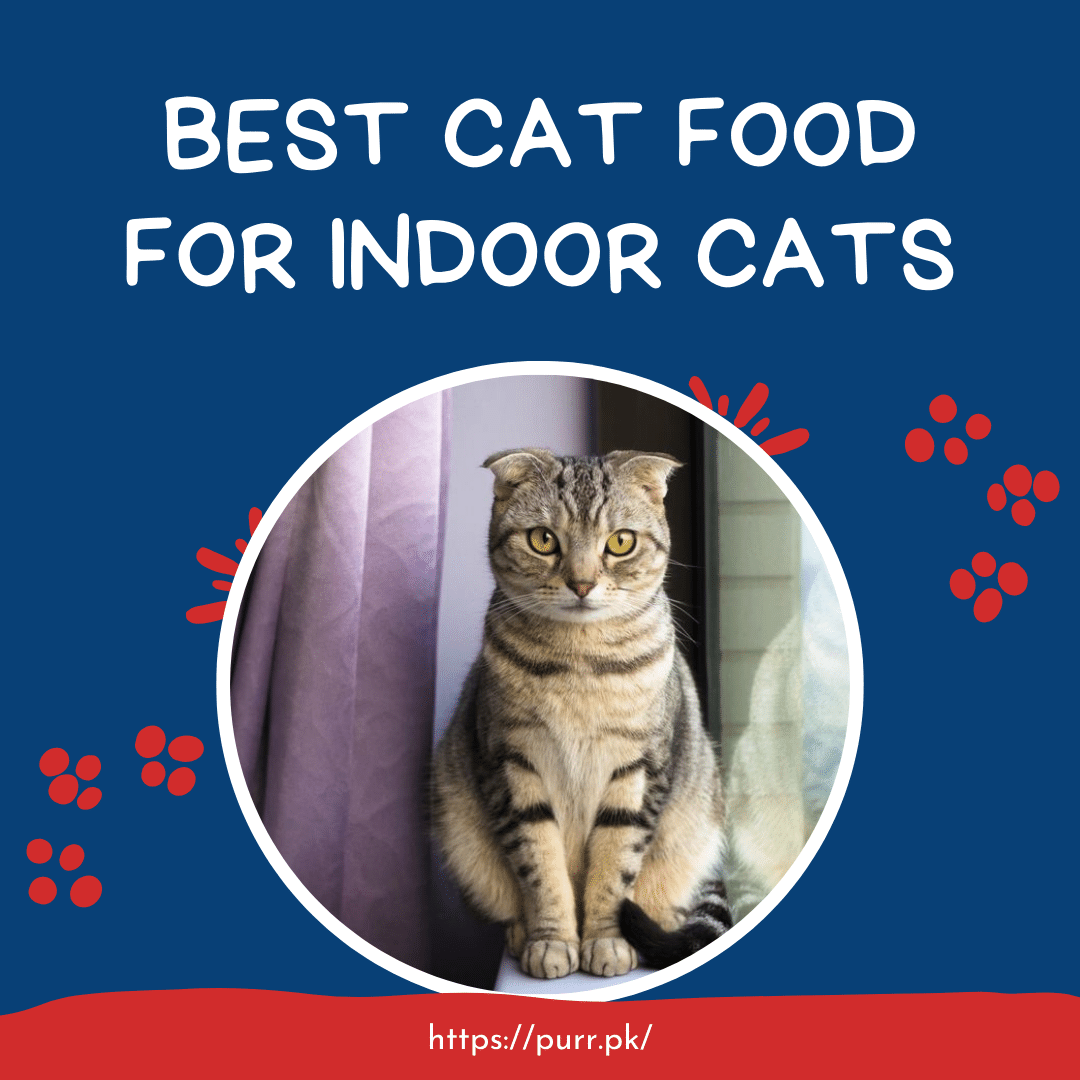 Best Cat Food For Indoor Cats Top 5 Options In Pakistan