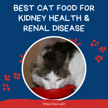 The 5 Best Cat Foods For Kidney Health Renal Disease In Pakistan