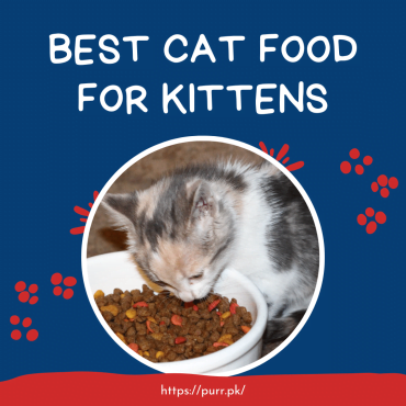 Best Cat Food For Kittens