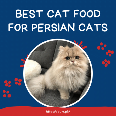 Best Cat Food For Persian Cats