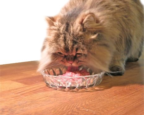 Best Cat Food For Persian Cats