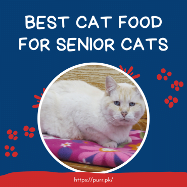 5 Best Cat Foods For Senior Cats In Pakistan