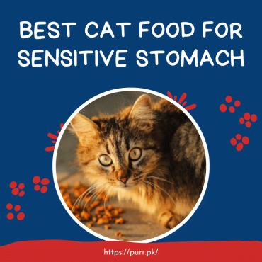 Best Cat Food For Sensitive Stomach