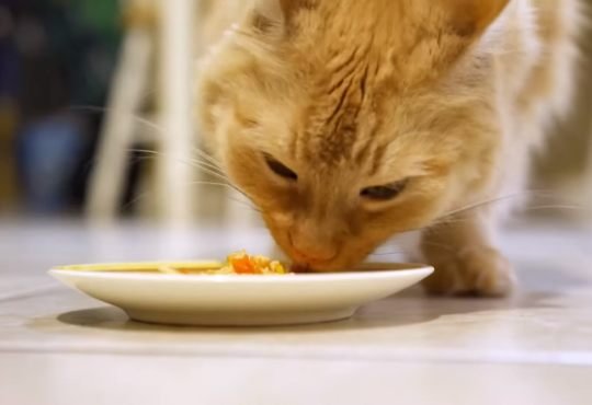 The 5 Best Cat Foods For Sensitive Stomach Best Brands In Pakistan