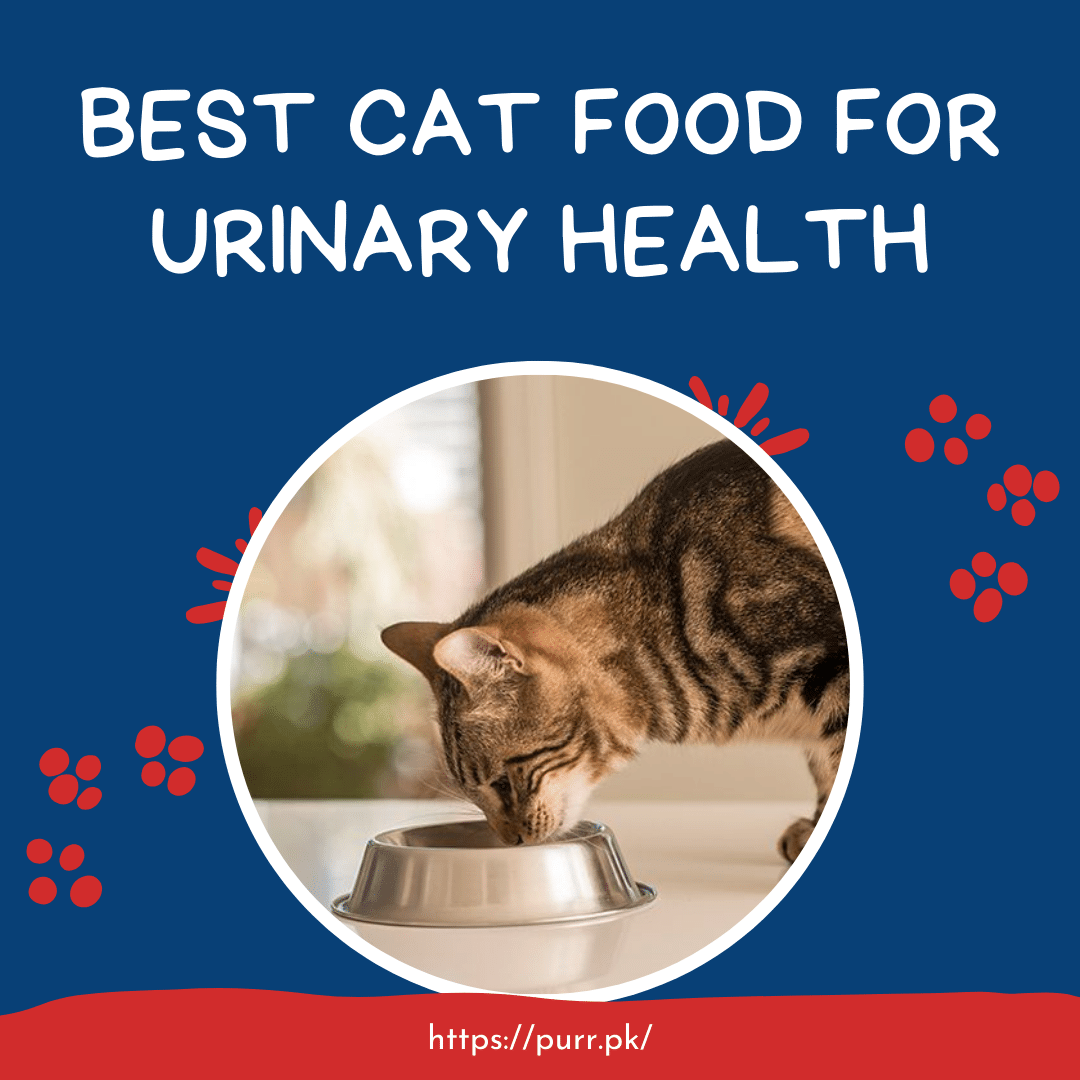 Cat Foods For Urinary Health In Pakistan Top 5 Brands Reviewed