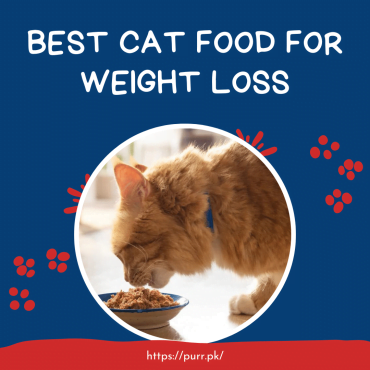 Best Cat Food For Weight Loss