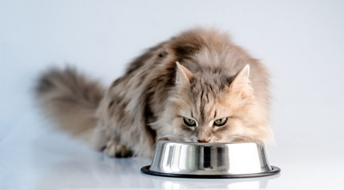 Best Cat Food For Weight Loss