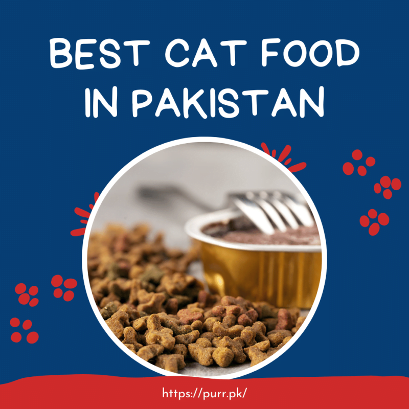 Best Cat Food In Pakistan