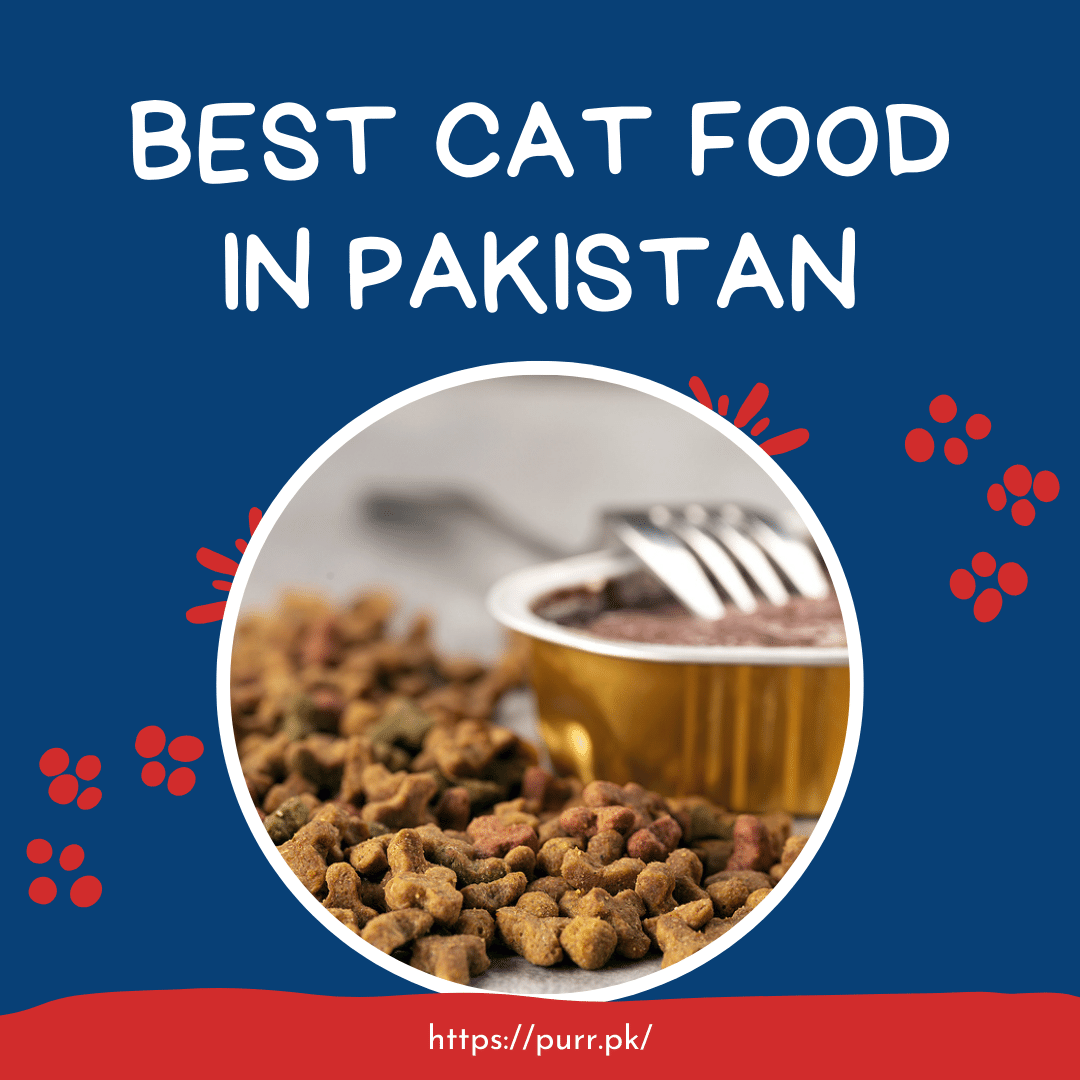 9 Best Cat Foods in Pakistan 2024 Brands for Adult Kittens