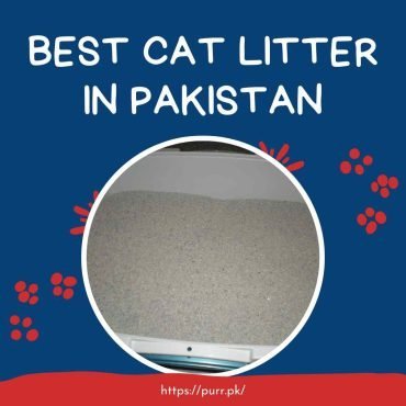 Best Cat Litter In Pakistan