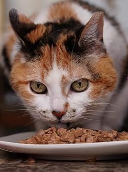 Best Cat Treats In Pakistan