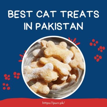 Best Cat Treats In Pakistan