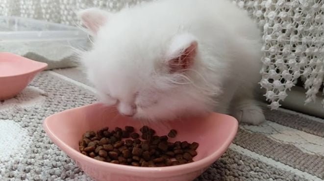 Buying Guide How to Select the Right Cat Food for Persian Cats