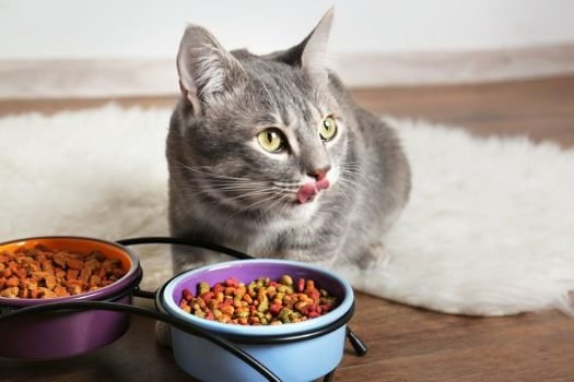 Cat Food For Constipation