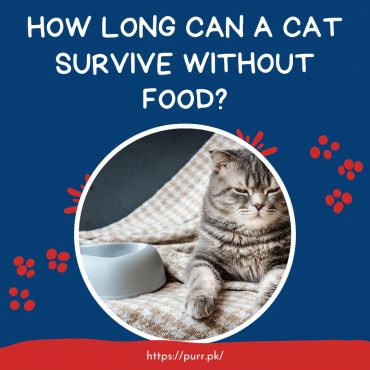 How Long Can A Cat Survive Without Food?