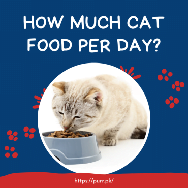 How Much Cat Food Per Day?