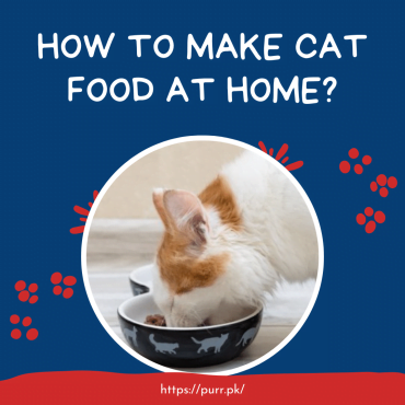 How To Make Cat Food At Home?