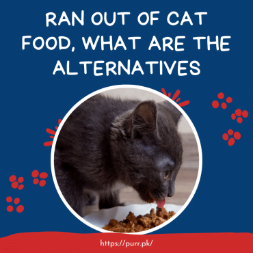 Ran Out Of Cat Food, What Are The Alternatives