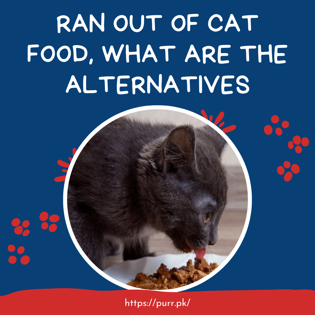 Ran Out Of Cat Food What Are The Alternatives In Pakistan