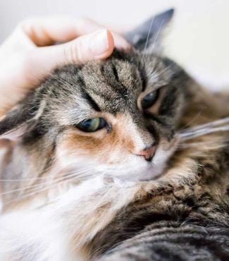 Symptoms of Kidney Diseases in Cats