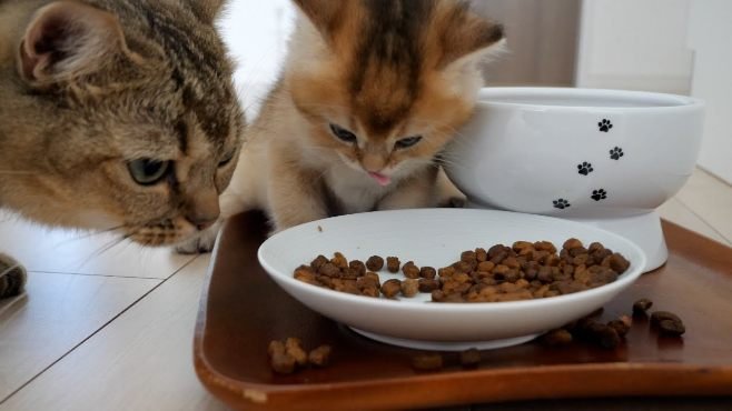 Things to Consider Before Buying Cat Food for Diarrhea