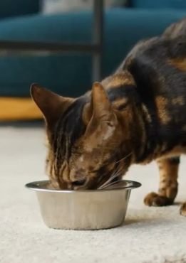 Things to Consider Before Buying Cat Food for Senior Cats