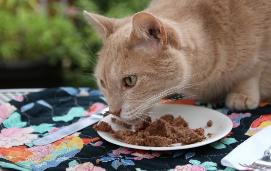 Things to Consider Before Buying a Cat Food for Allergies Laxa