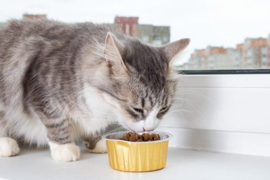 Things to Consider Before Buying the Best Cat Food for Constipation