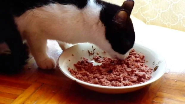 9 Best Cat Foods in Pakistan 2024 Brands for Adult Kittens