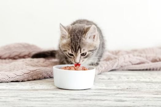 9 Best Cat Foods in Pakistan 2024: Brands for Adult & Kittens