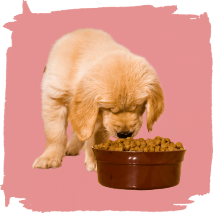 Dry Dog Food